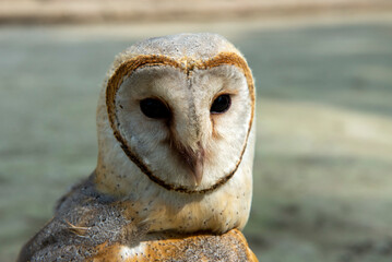 Indian Barn Owl