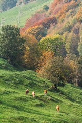 mucche al pascolo in autunno sulle colline