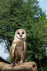Indian Barn Owl