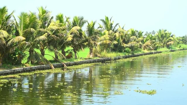 Showing beautiful backwater and coconut trees of alleppey or Alappuzha from House boat. Boat moving through the waves to the destination. 