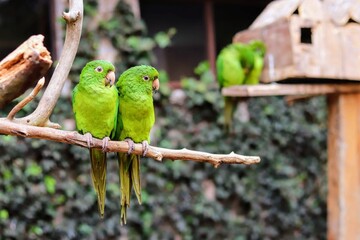 two green parrots from central america on a branch