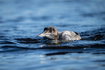 Juvenile common loon resting at the surface of a lake