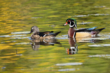Colorful Wood Duck resting on a pond