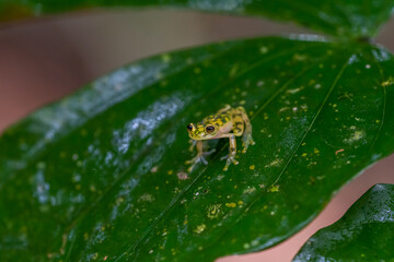 Reticulated Glass Frog - Hyalinobatrachium valerioi, beautiful small green and yellow frog from Central America forests, Costa Rica.