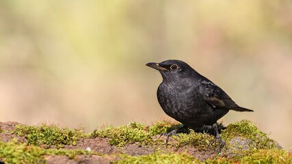 Eurasian Blackbird (Turdus merula) sitting on a branch. Blackbird on the grass