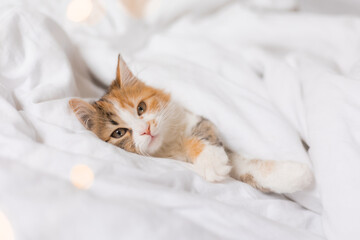 a cute tricolor kitten sleeps at home in a bed with white linens. Pets and the comfort of home