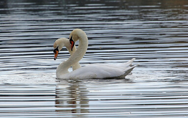 Pair of swans carrying out a mating ritual, Derbyshire England
