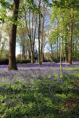 Sunlit Bluebells in woodland, Derbyshire England
