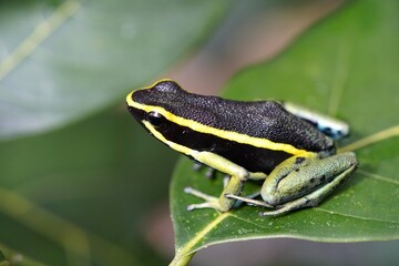 Ameerega trivittata, formerly Epipedobates trivittatus, is a species of frog in the family Dendrobatidae commonly known as the three-striped poison frog:Lacation: Balbina, Amazona