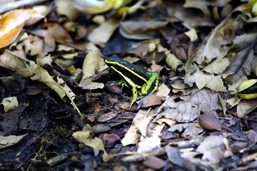 Ameerega trivittata, formerly Epipedobates trivittatus, is a species of frog in the family Dendrobatidae commonly known as the three-striped poison frog:Lacation: Balbina, Amazona