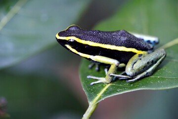 Ameerega trivittata, formerly Epipedobates trivittatus, is a species of frog in the family Dendrobatidae commonly known as the three-striped poison frog:Lacation: Balbina, Amazona
