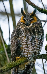 Long-eared Owl perched and resting during a winter afternoon.