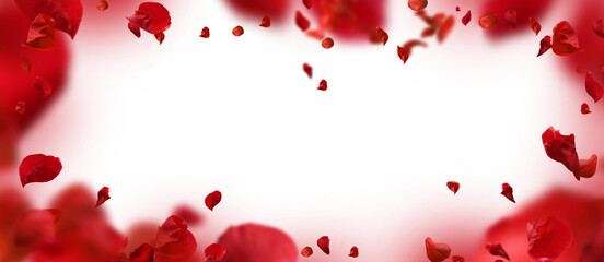 Backdrop of rose petals isolated on a transparent background. Valentine day background.	