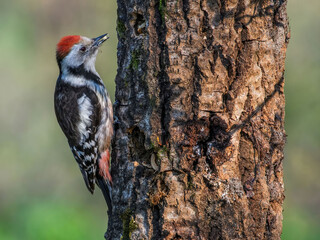 Middle Spotted Woodpecker (Dendrocopos medius) sitting on a tree.