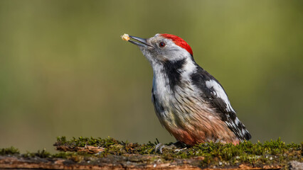 Middle Spotted Woodpecker (Dendrocopos medius) sitting on a stump in the moss.