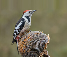 Middle Spotted Woodpecker (Dendrocopos medius) sitting on a sunflower.