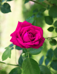 Bright red rose in the garden