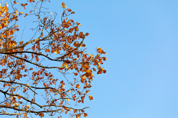 Autumn oak leaves in the forest.