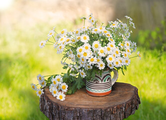 Natural background with chamomile flowers