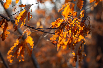 Autumn oak leaves in the forest.