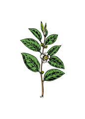 tea leaves on twig, tea flower, tea plant, lineart, illustration