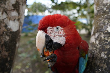 The red-and-green macaw (Ara chloropterus), also known as the green-winged macaw, a large, mostly-red macaw of the genus Ara. Balbina, Amazonas – Brazil.