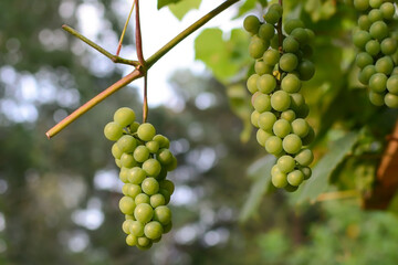 bunches of ripe green grapes on a grape bush in the garden.