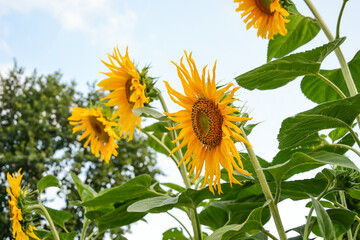 Sunflower field. large sunflowers in the foreground on the field.
