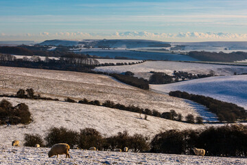 Sheep grazing on a snowy South Downs hillside
