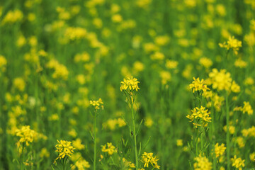 The background color of mustard.