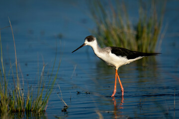 Black-winged stilt wading through shallows in sunshine