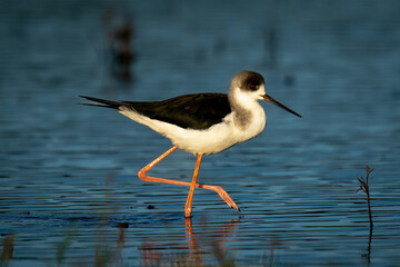 Black-winged stilt wading through shallows with catchlight
