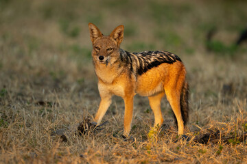 Black-backed jackal stands with feather in mouth