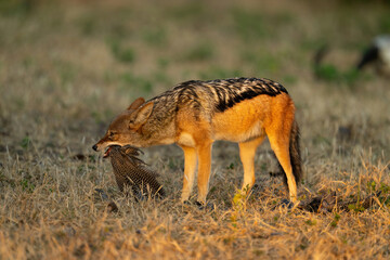 Black-backed jackal stands chewing mouthful of feathers