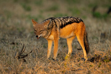 Black-backed jackal stands with feathers on grass