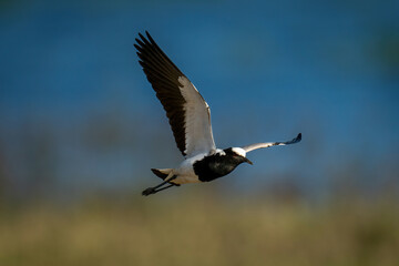 Blacksmith lapwing flies over grass lifting wings