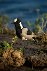 Blacksmith lapwing on riverbank near elephant dung