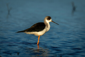 Black-winged stilt stands in shallows with catchlight