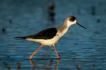 Black-winged stilt with catchlight wading through river