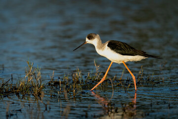 Black-winged stilt with catchlight wades through river