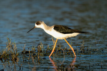 Black-winged stilt with catchlight wades through water