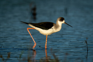 Black-winged stilt with catchlight wading through water