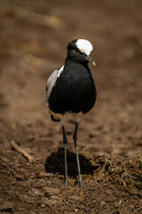 Obraz premium Blacksmith lapwing stands cocking head in sunshine
