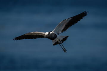 Blacksmith lapwing glides over river in sunshine