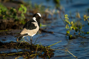 Blacksmith lapwing stands in grass on floodplain