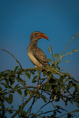 Bradfield hornbill on leafy branch turning head