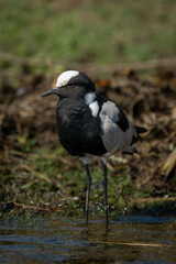 Blacksmith lapwing stands in shallows watching camera