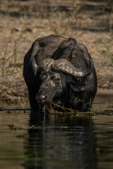 Obraz premium Cape buffalo stands in river chewing grass