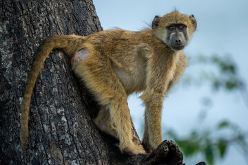 Chacma baboon on branch looking at camera