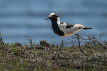 Blacksmith lapwing walking along riverbank in sunshine